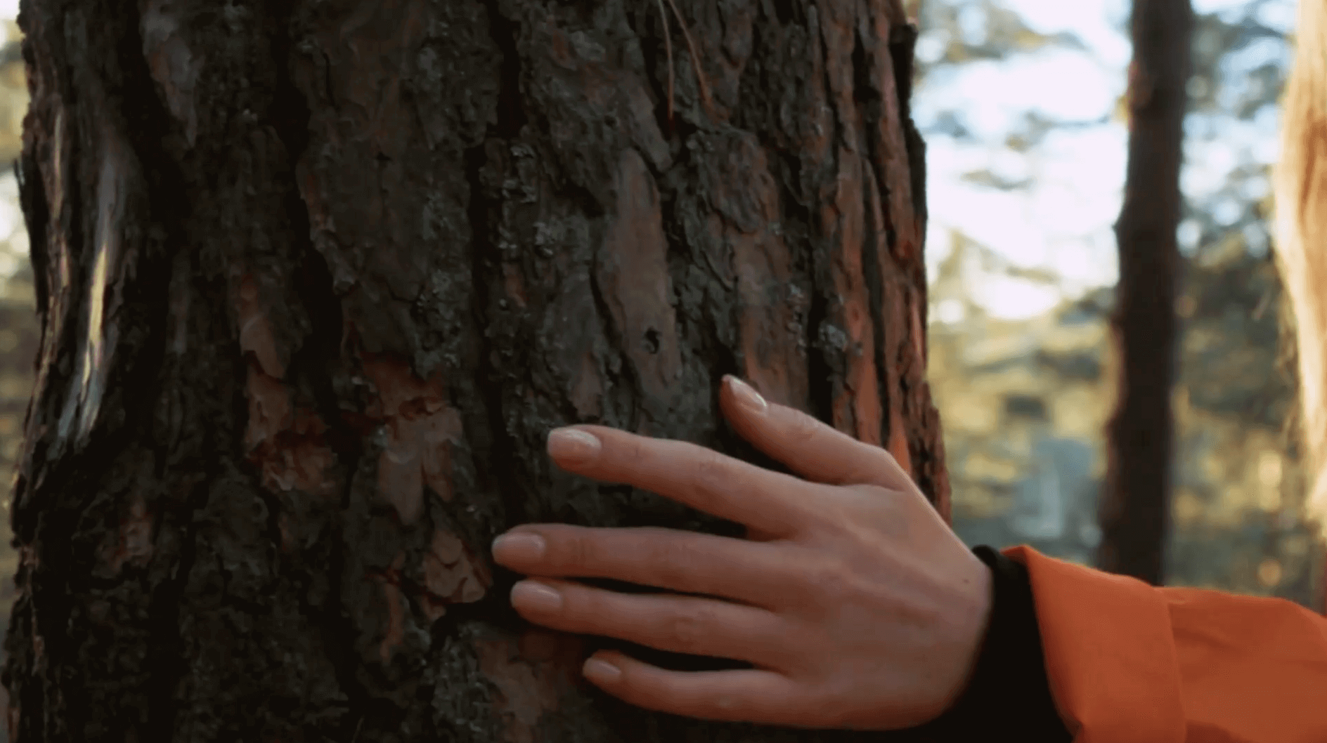 Hand on a tree in daylight