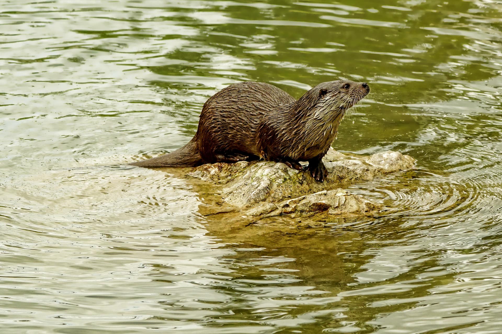 Staffordshire Wildlife Trust Otter Image